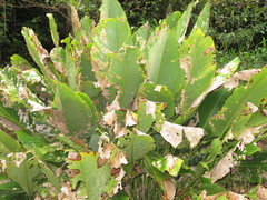 Goeppertia pachystachya