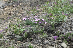 Dianthus repens