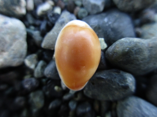Palmadusta artuffeli