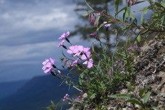 Dianthus repens
