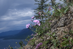 Dianthus repens
