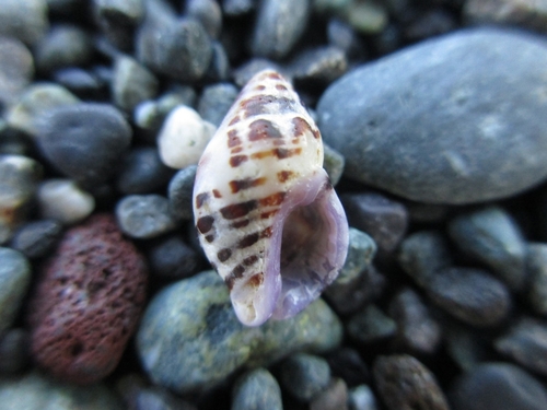 Morula iostoma