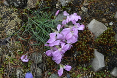 Dianthus repens