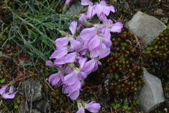 Dianthus repens