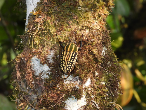 Chelorhinella romyae
