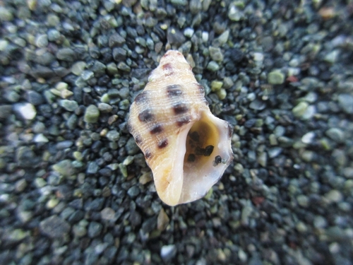 Reishia luteostoma