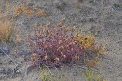 Dianthus repens
