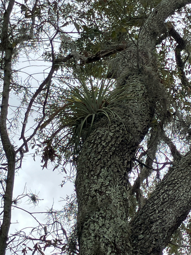 Giant airplant