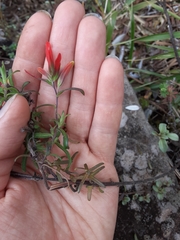 Castilleja quirosii