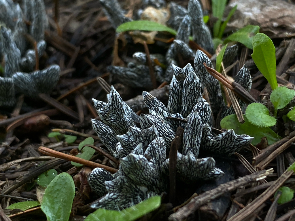 Xylaria sp. 'CA05'