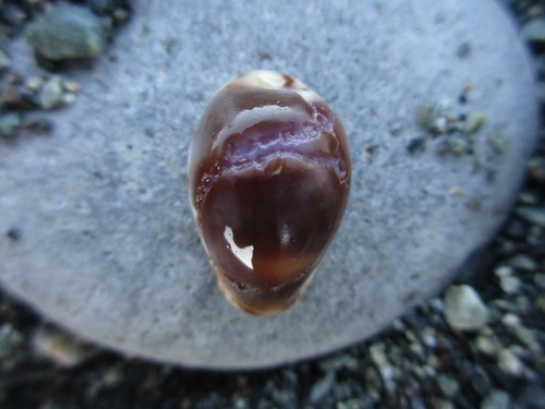 Purpuradusta gracilis