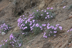 Dianthus repens