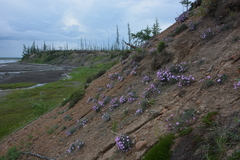 Dianthus repens