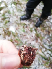 Pucciniastrum areolatum