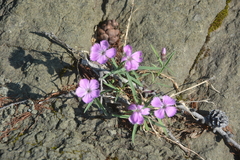 Dianthus repens