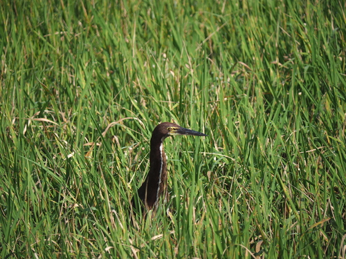 Rufescent Tiger Heron (Tigrisoma lineatum), photo 5