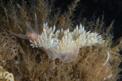 Coryphella cooperi