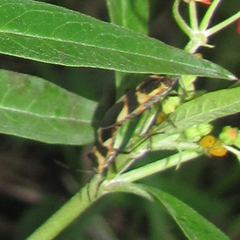 Oncopeltus sandarachatus