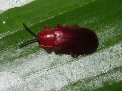 Cephaloleia erichsonii