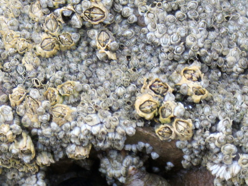 Northern Acorn Barnacle, photo 7 of 9