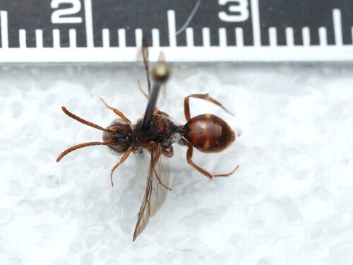 Flower Cuckoo Nomad Bee