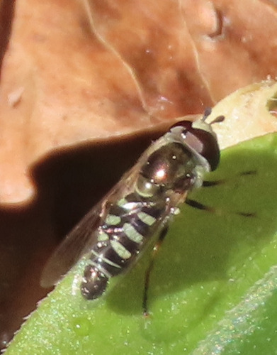 Unknown species found near Bernalillo County, NM, USA