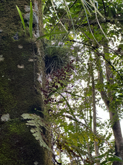 Tillandsia filifolia, photograph (c) Peter Quakenbush, some rights reserved (CC BY)
