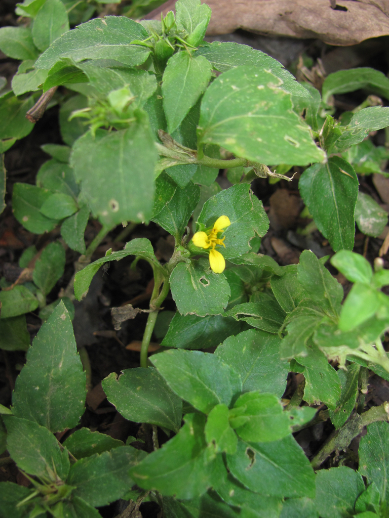 Calyptocarpus wendlandii