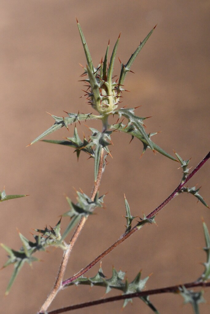 Atractylis delicatula