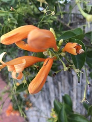 Pyrostegia