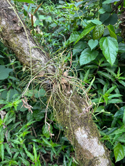 Tillandsia butzii, photograph (c) Peter Quakenbush, some rights reserved (CC BY)
