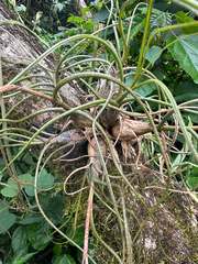 Tillandsia butzii, photograph (c) Peter Quakenbush, some rights reserved (CC BY)