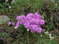 Dianthus repens