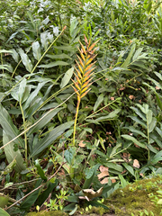 Pseudalcantarea viridiflora