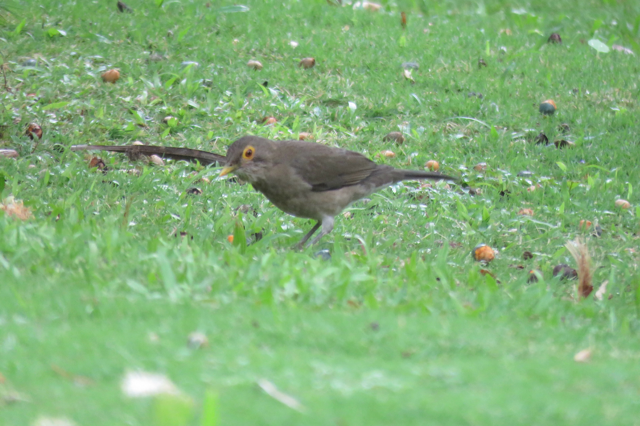 Spectacled Thrush (Turdus nudigenis), photo 1