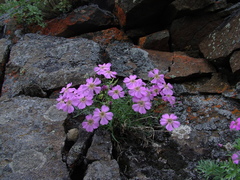 Dianthus repens