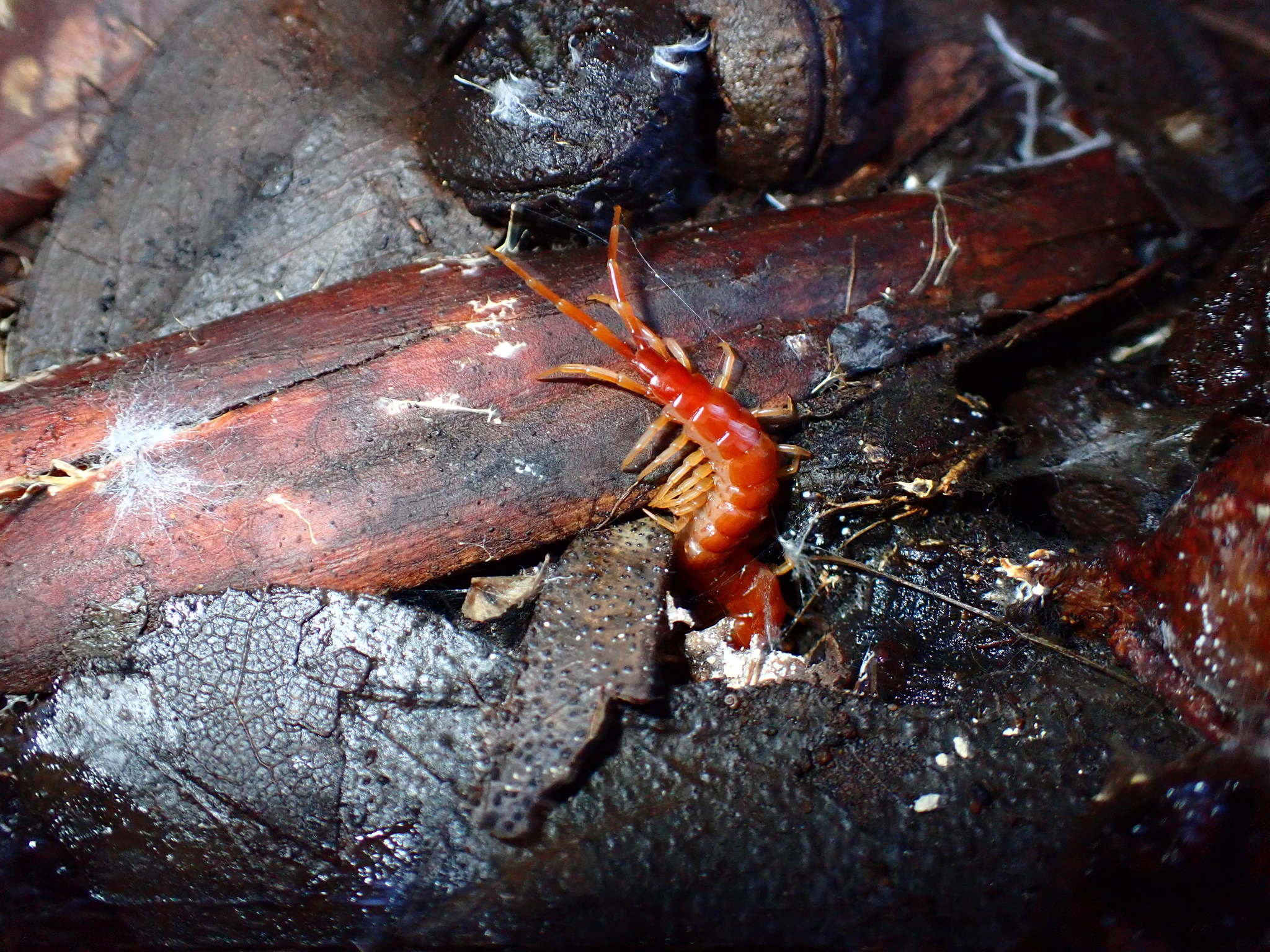 Scolopocryptops spinicaudus Wood, 1862