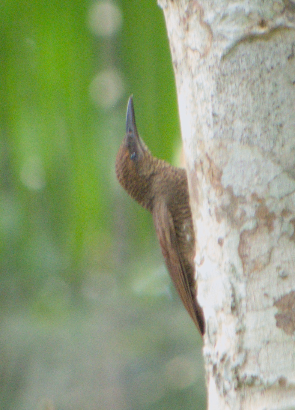 Northern Barred Woodcreeper (Dendrocolaptes sanctithomae), photo 3