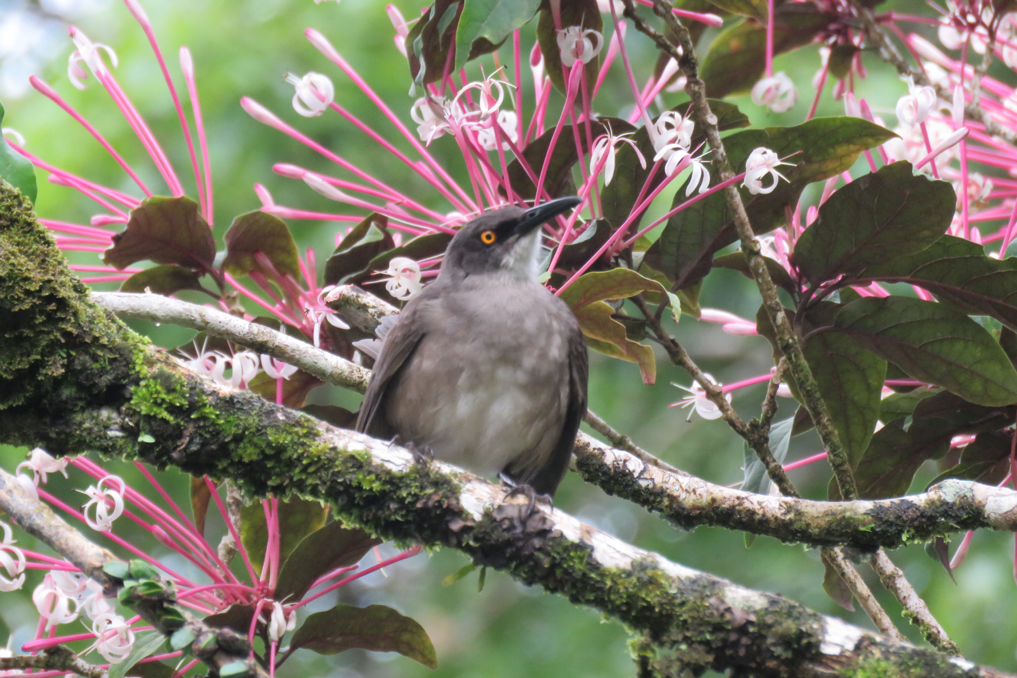 Grey Trembler (Cinclocerthia gutturalis), photo 3