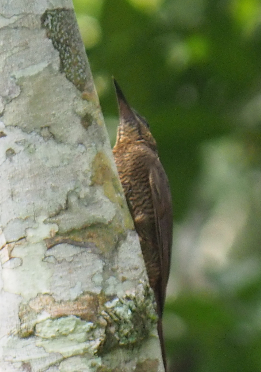 Northern Barred Woodcreeper (Dendrocolaptes sanctithomae), photo 4