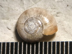 Glyphyalinia indentata