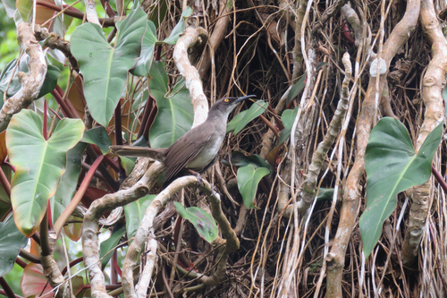 Grey Trembler (Cinclocerthia gutturalis), photo 9