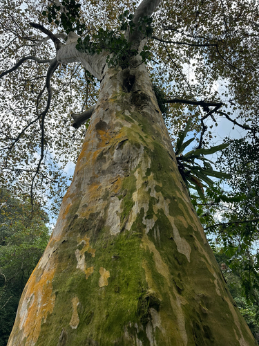 Platanus mexicana, photograph 5