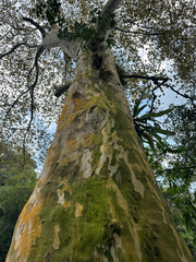 (c) Peter Quakenbush, some rights reserved (CC BY) Platanus mexicana, photograph (c) Peter Quakenbush, some rights reserved (CC BY)