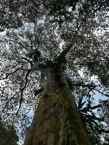 Platanus mexicana, photograph 6