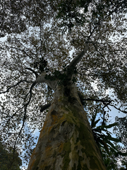 Platanus mexicana, photograph (c) Peter Quakenbush, some rights reserved (CC BY)