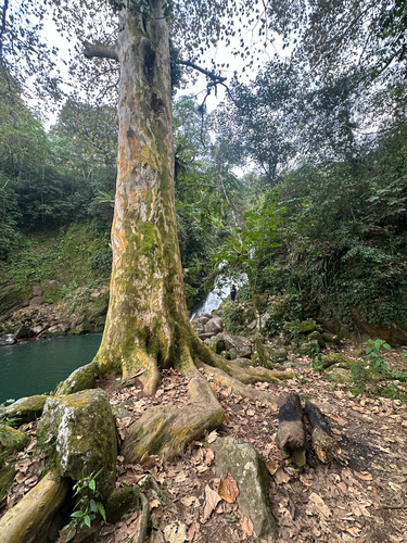 Platanus mexicana, photograph 4
