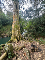 (c) Peter Quakenbush, some rights reserved (CC BY) Platanus mexicana, photograph (c) Peter Quakenbush, some rights reserved (CC BY)