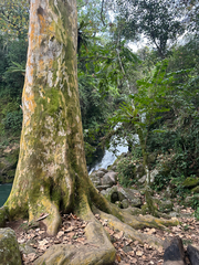(c) Peter Quakenbush, some rights reserved (CC BY) Platanus mexicana, photograph (c) Peter Quakenbush, some rights reserved (CC BY)