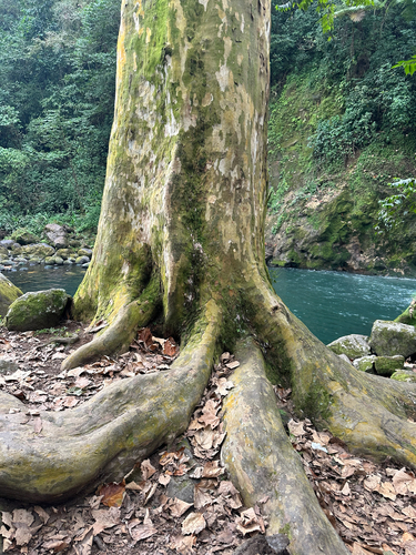 Mexican Sycamore (Platanus mexicana)